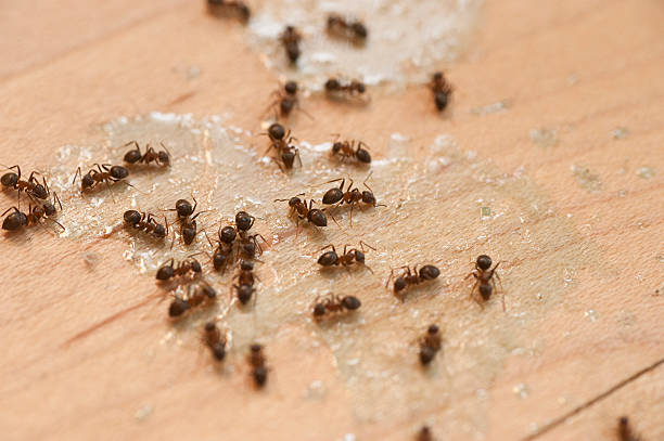 Best Pest Removal Services  in Urbana, OH